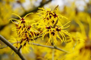 Hamamelis Hydrolat